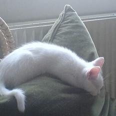 Blanding af racer NimNim R.I.P