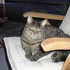 Blanding af racer Bølle