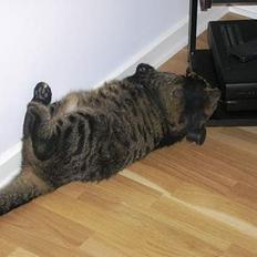 Blanding af racer Bølle