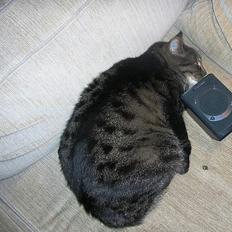 Blanding af racer Bølle