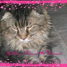 Maine Coon Mohawk of Wabanaki