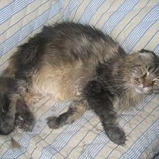 Maine Coon Mohawk of Wabanaki