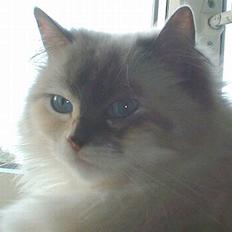 Ragdoll Lady Laudine