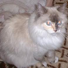 Ragdoll Lady Laudine