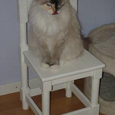 Ragdoll Lady Laudine