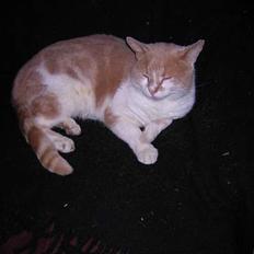 Blanding af racer Miv *RIP*