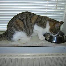 Blanding af racer Pjuske forsvundet 