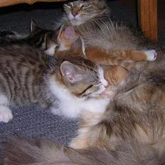 Blanding af racer Pjuske forsvundet 