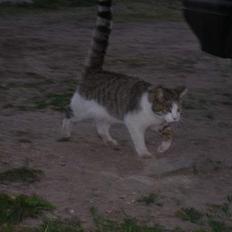 Blanding af racer Pjuske forsvundet 