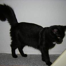 Maine Coon Skade *R.I.P*