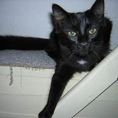 Maine Coon Skade *R.I.P*