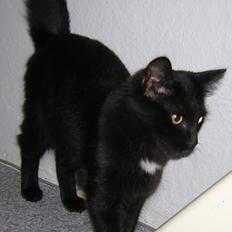 Maine Coon Skade *R.I.P*