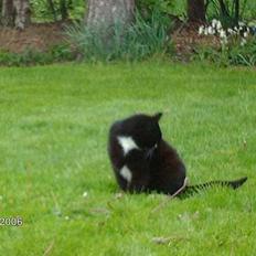 Huskat snip  (nipperman)