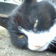 Huskat snip  (nipperman)