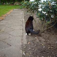 Huskat snip  (nipperman)