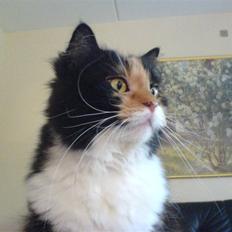 Blanding af racer Twinkie