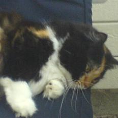 Blanding af racer Twinkie