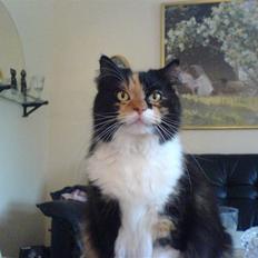 Blanding af racer Twinkie