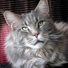 Maine Coon SP Pitho Crookshanks