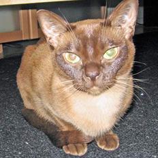 Burmeser Momi`s Cataline 