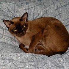 Burmeser Momi`s Cataline 