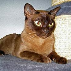 Burmeser Momi`s Cataline 