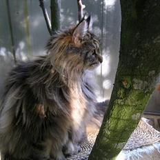 Maine Coon Vera
