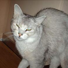 Somali †Gandalf af Grystenshus DK†