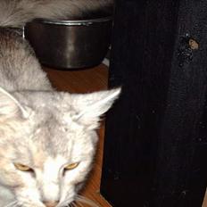 Somali †Gandalf af Grystenshus DK†