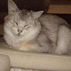 Somali †Gandalf af Grystenshus DK†