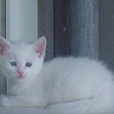 Huskat Uldtotten (Azizam)