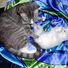 Huskat Uldtotten (Azizam)