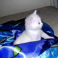 Huskat Uldtotten (Azizam)