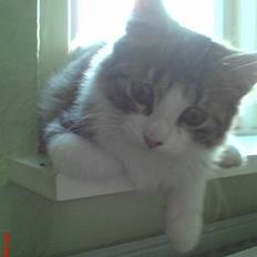 Blanding af racer Sofus