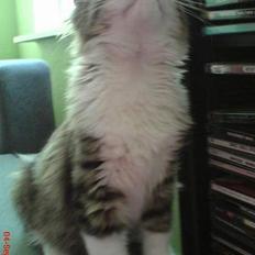 Blanding af racer Sofus