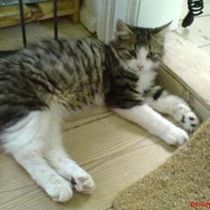 Blanding af racer Sofus