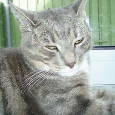 Huskat Miss Gråmis