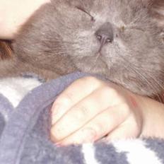 Blanding af racer Kalle