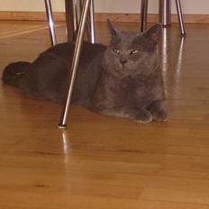 Blanding af racer Kalle