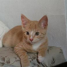 Huskat anton R.I.P 2.maj 2007,