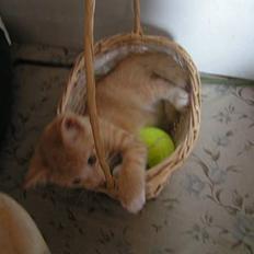 Huskat anton R.I.P 2.maj 2007,