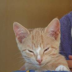 Huskat anton R.I.P 2.maj 2007,