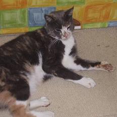 Blanding af racer Kitti