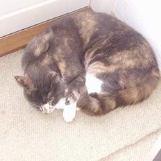 Blanding af racer Kitti