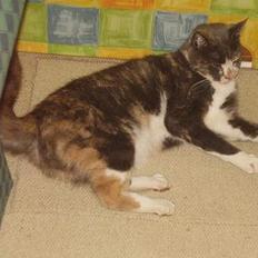 Blanding af racer Kitti