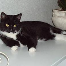 Blanding af racer Sofus Junior