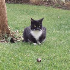 Blanding af racer Sofus Junior