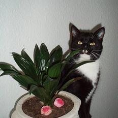 Blanding af racer Sofus Junior