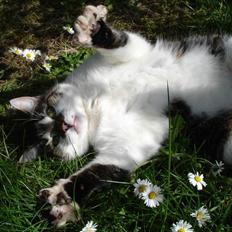 Huskat Brutalis Den Store