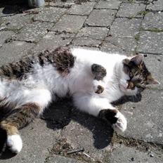 Huskat Brutalis Den Store